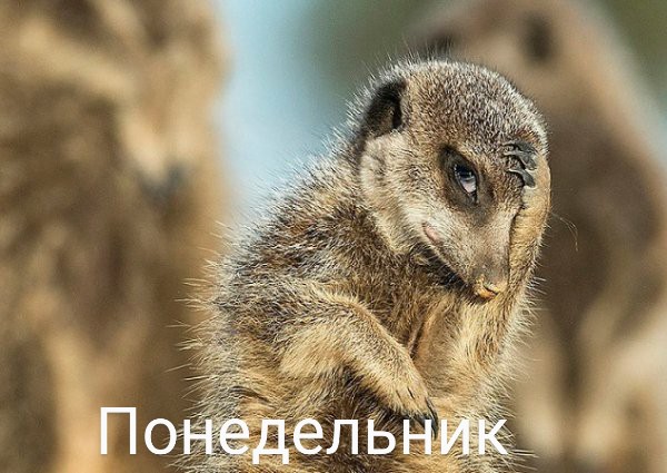 Картинки и мемы для настроения 02.08.2021