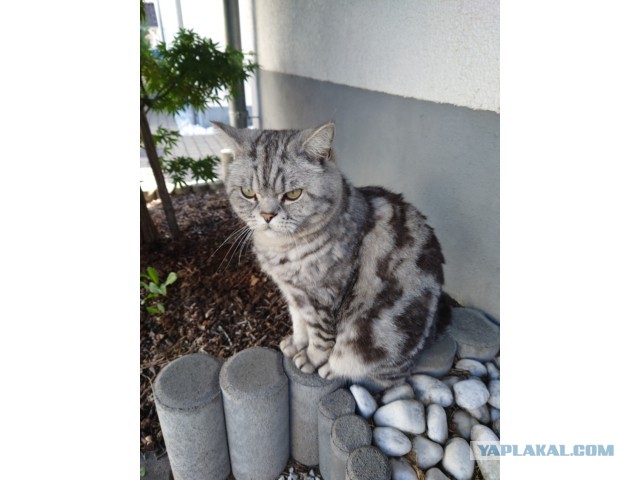 Котовторник. Немного сицилийских котов.