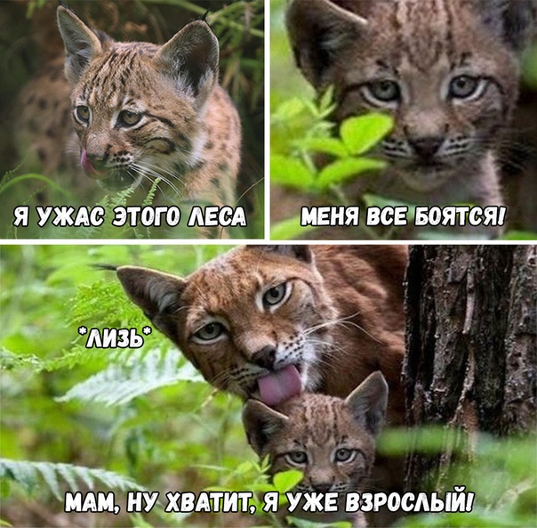 Пилат