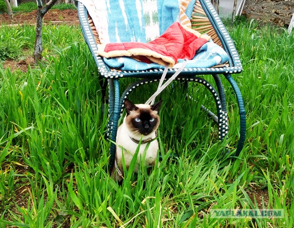 Котовторник 09.04.2013