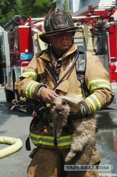 Спасли кота из огня