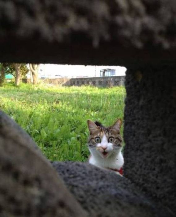 Коты деревенской породы