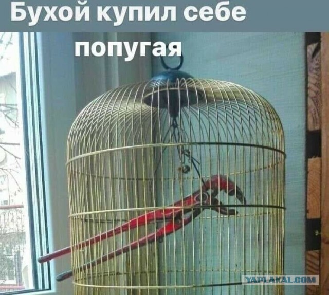 Объявлены финалисты конкурса самых забавных фотографий животных Comedy Wildlife Photography Awards 2024