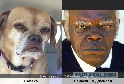 10 забавных фото, на которых собаки безумно похожи на хозяев
