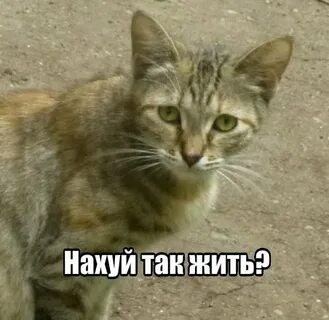 Пенсионный фонд трещит по швам: «дыра» ПФР заставит власти идти на крайние меры