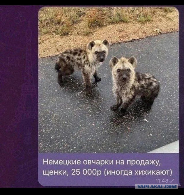 Что за зверюга кто знает?