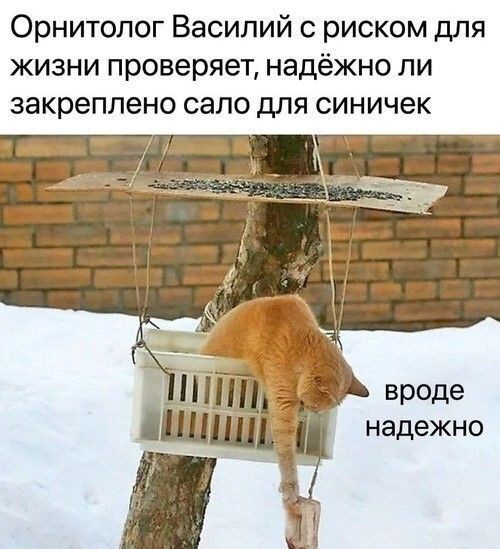 Синичкино сало