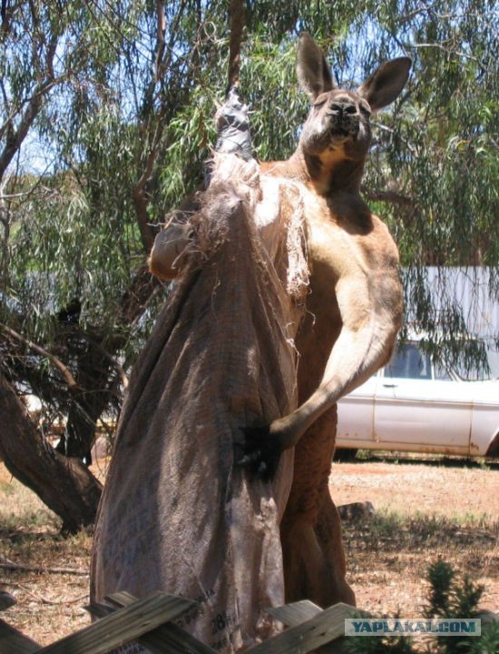 Кенгуру гуляет в лесу под Саратовом