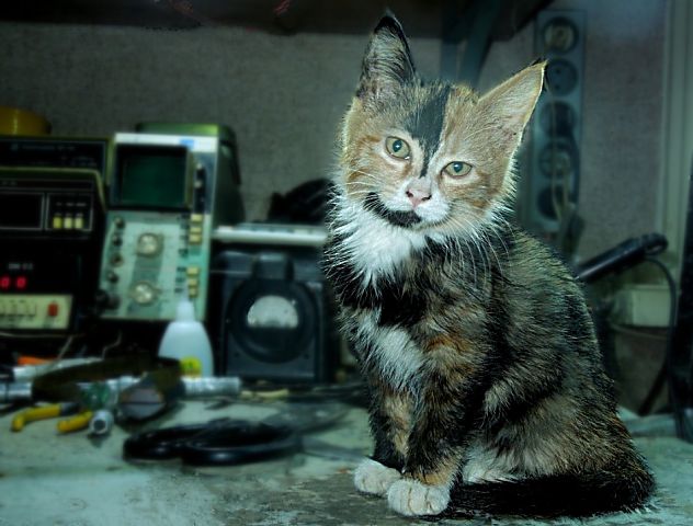 Котовторник 25.11.2014