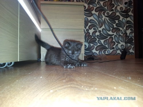 Котовторник