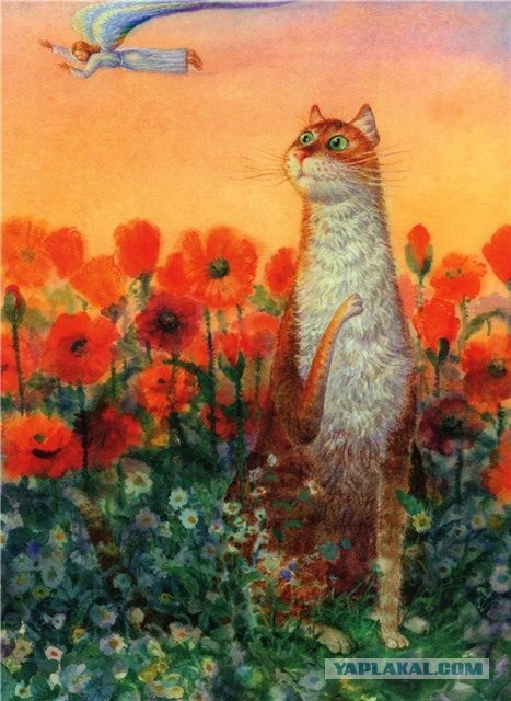 Белые мосты и разводные ночи