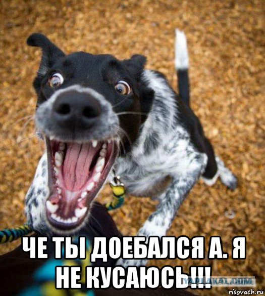 Он не кусается