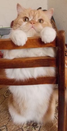 Котовторник 20.10.2015