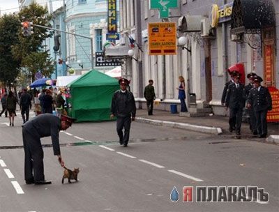 Кошки и Собаки - большая подборка