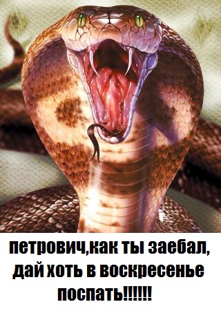 Сотрудник серпентария чистит логово кобр