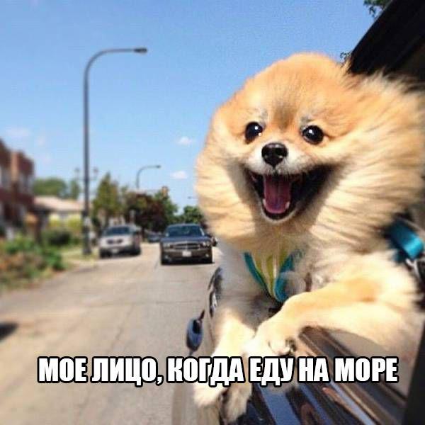 Мохнатые беспредельщики