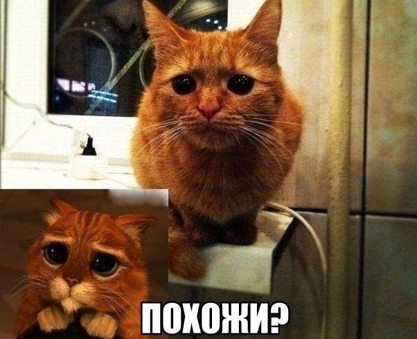 Божьи твари