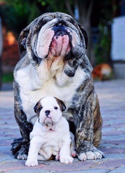 Мохнатые беспредельщики