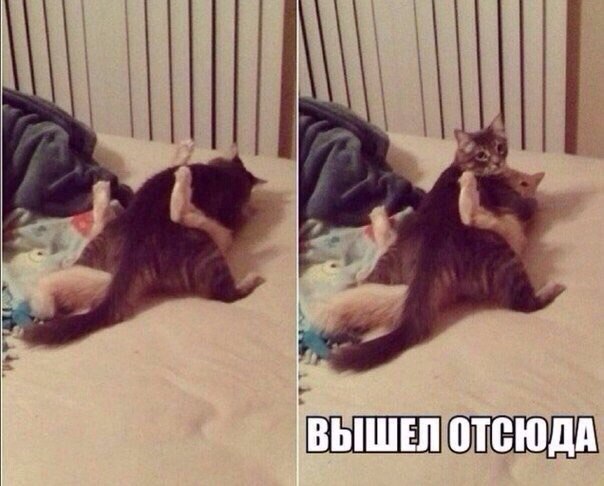 Настоящий фотограф всегда найдёт удачный ракурс!