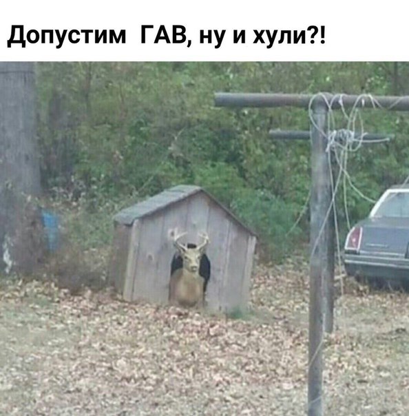 Порция абсурдного юмора на следующую неделю
