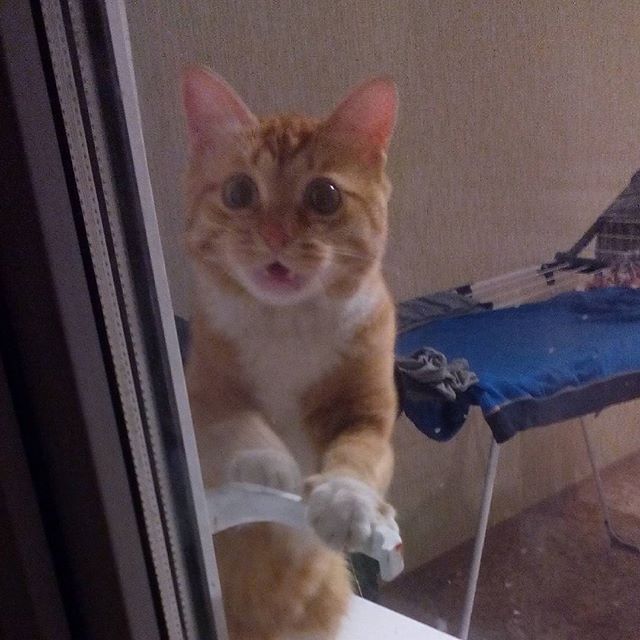 Котопёсо суббота