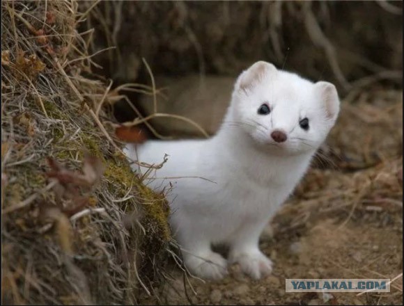 Пи*дострадания скучных людей