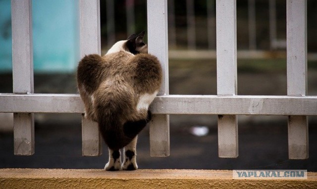 Картинок разных