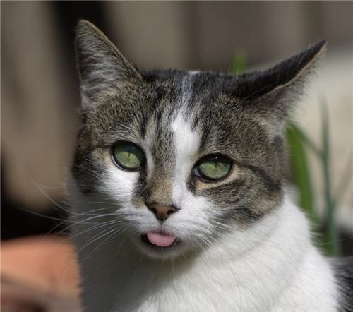 Коты и Кошки
