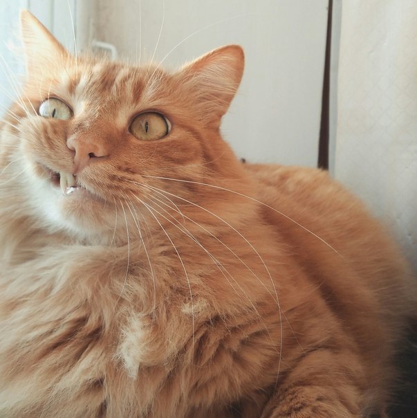 Прикольных котов пост