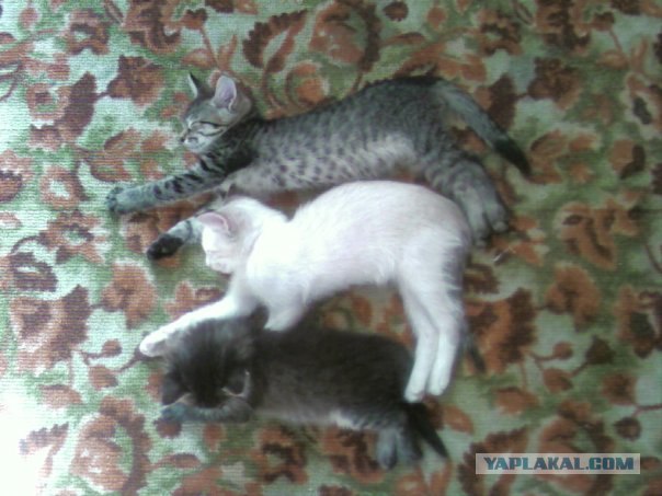 Котовторник на ЯПлакалъ (10.06.08), прикольные коты, добавляем свои!