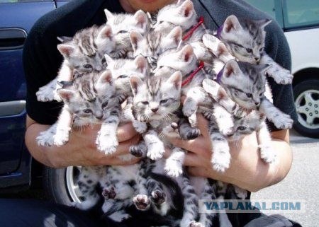 Котовторник на ЯПлакалъ