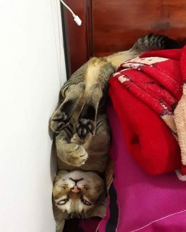 Прикольных котов пост