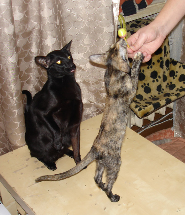 Котовторник!