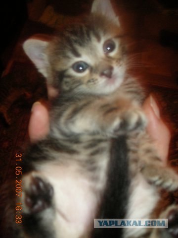 Котовторник  07.06.11