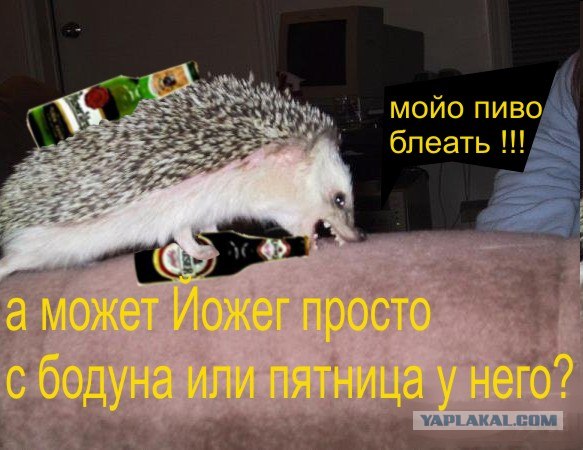 Жадный ежик