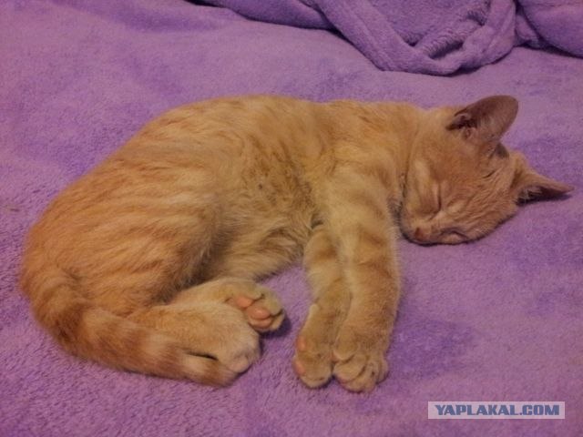 Котовторник (31.01.2012)