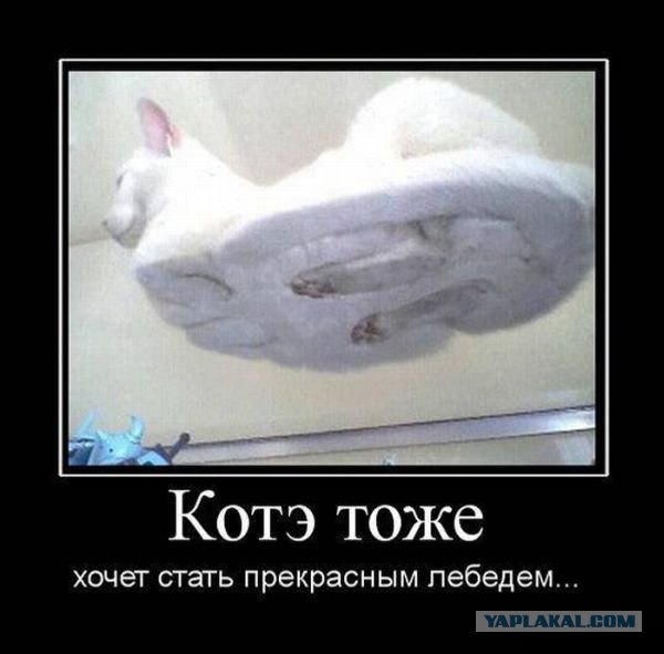 Удачный котокадр