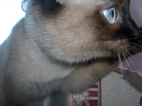 Котовторник 20.03.2012