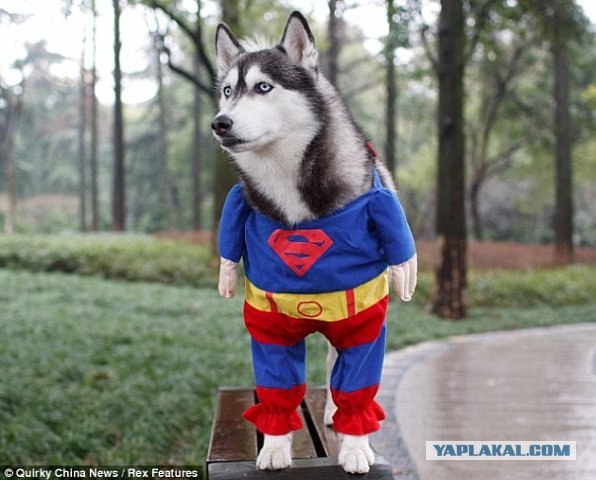 Мой хозяин - идиот :)