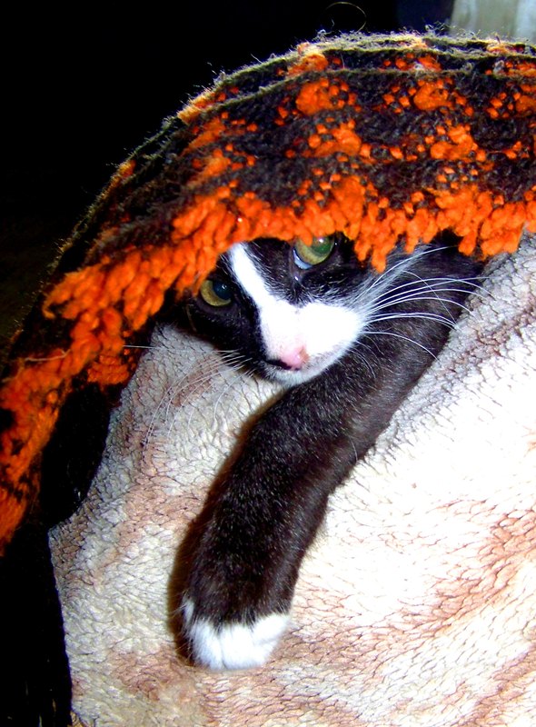 Котовторник 11.09.2012