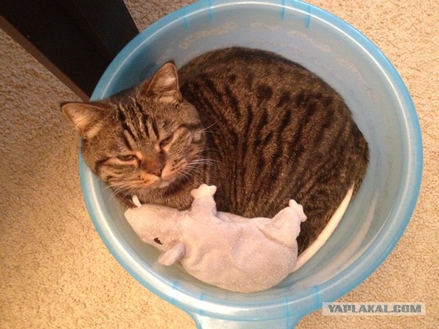 Котовторник 30.10.2012