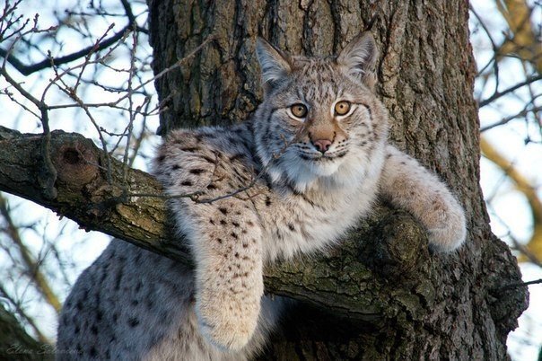 Милые животные. Мимиметр сломался