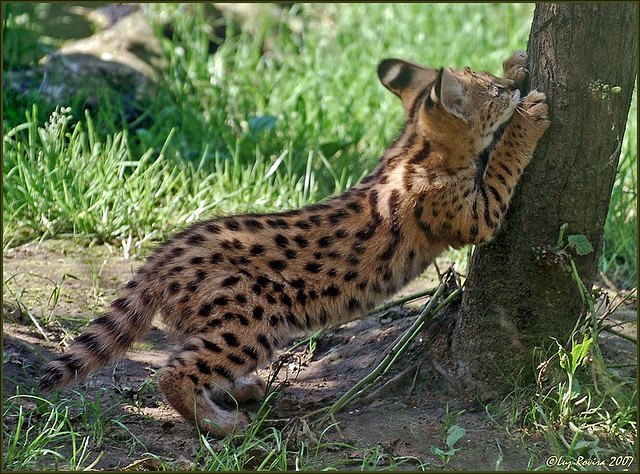 Дикий котовторник