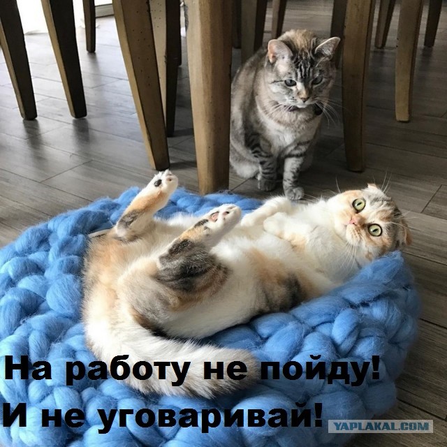 Подборка интересных и веселых картинок 23.08.19