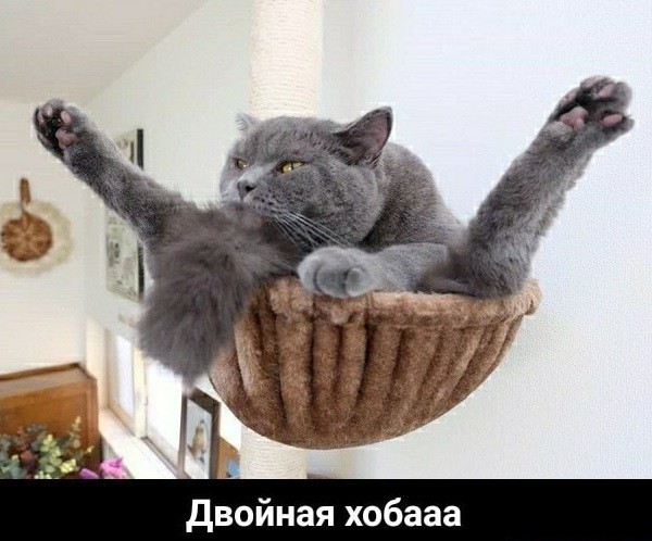 Виды "Хоба"