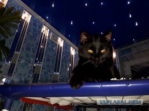 Котовторник?! Коты во вторник!