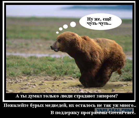 Летающий медведь