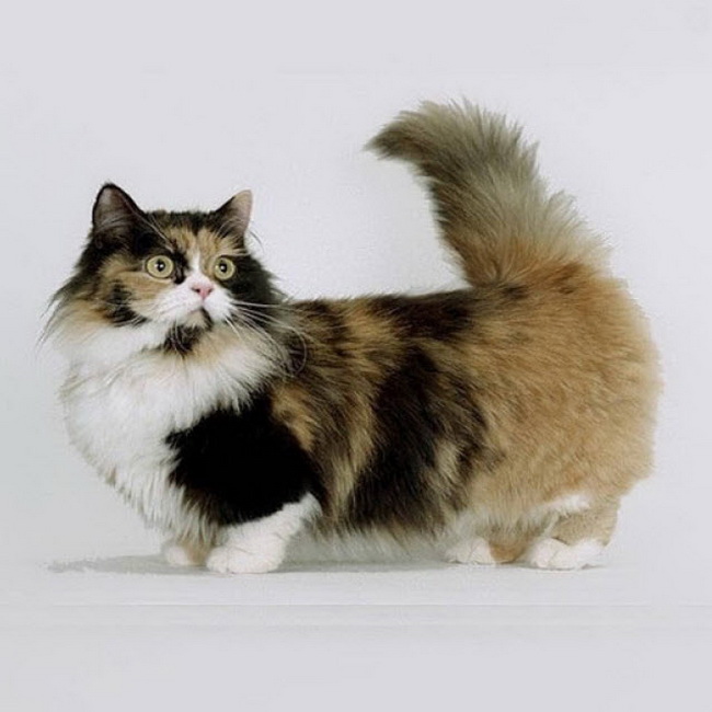 Коротко и длинношерстные кошки. Манчкин кот. Манчкин (порода кошек). Манчкин длинношерстный котенок. Коротколапые кошки порода Манчкин.