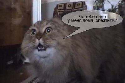 И опять говорящий кот (no no no cat)