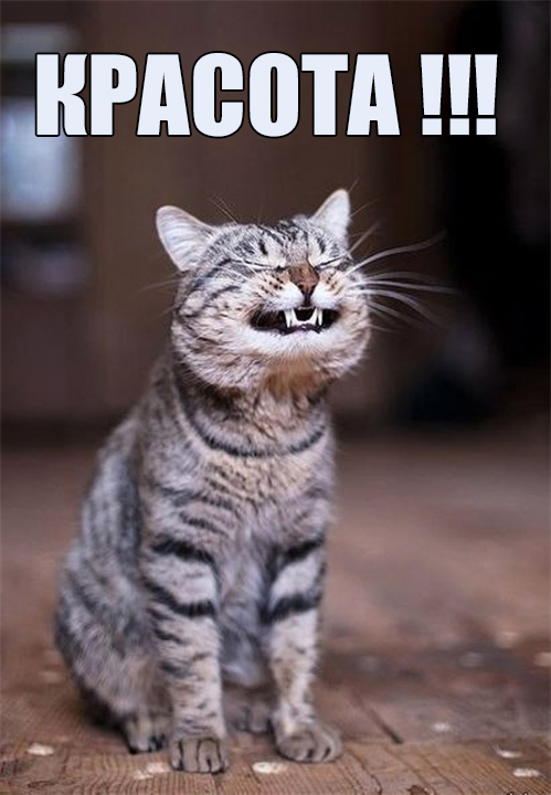 Хоба! Котовторник!